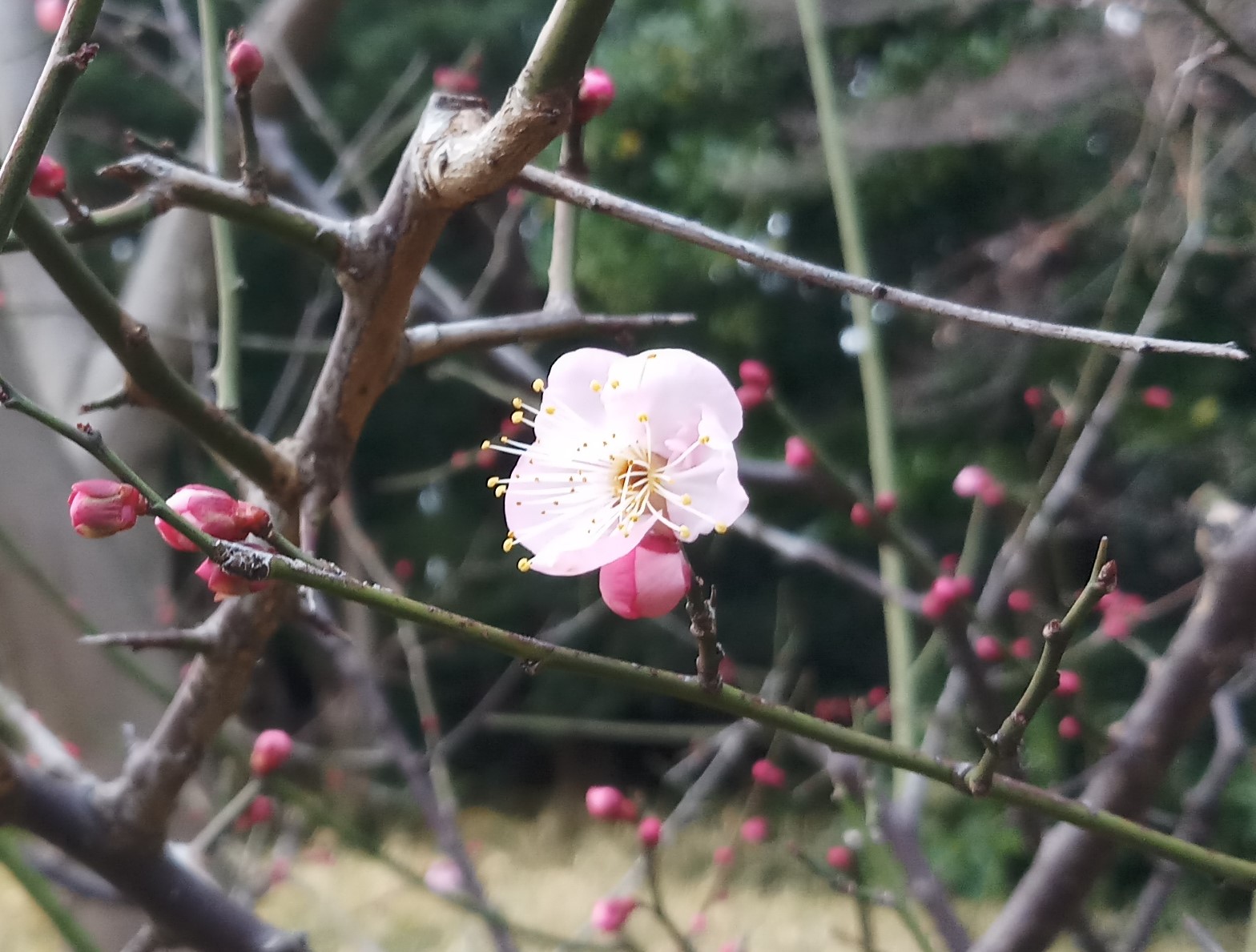 Cherry flower in the winter