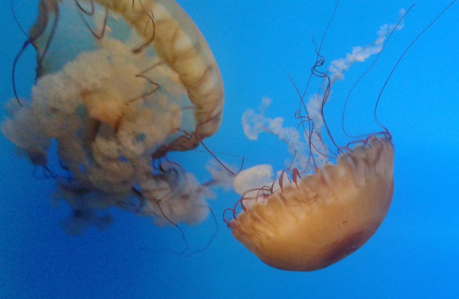 Large jellyfish